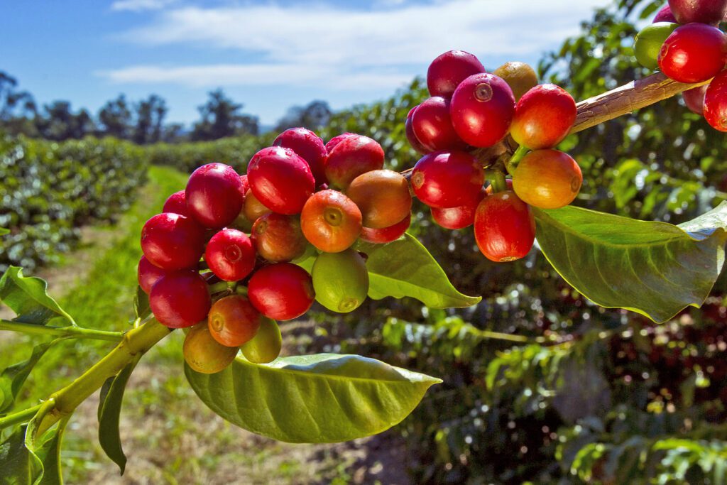 coffee cherries