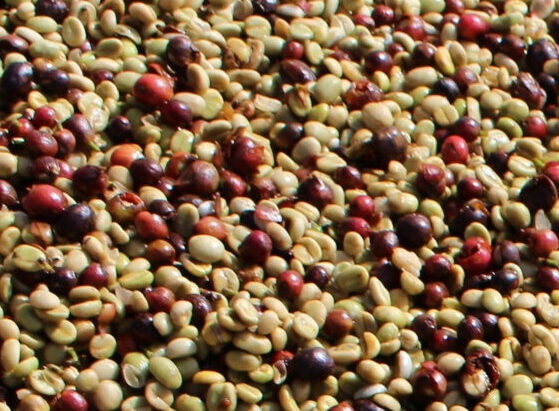 Washed Coffee