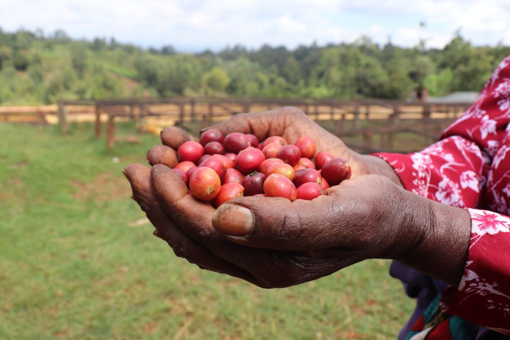 SL-34 Cherries