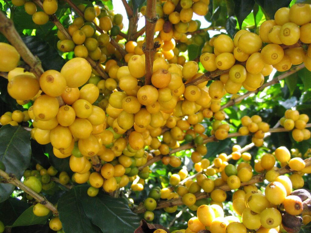 Yellow Catuaí Coffee