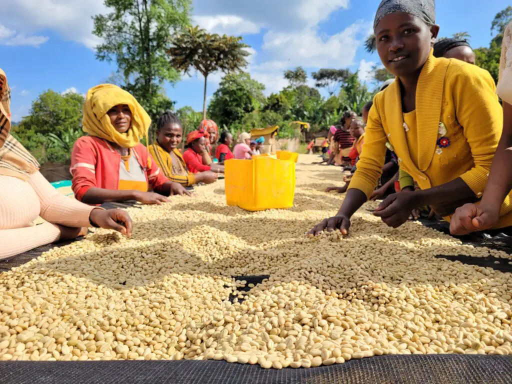 The Worka Chelbesa Washing Station in Gedeo, Ethiopia