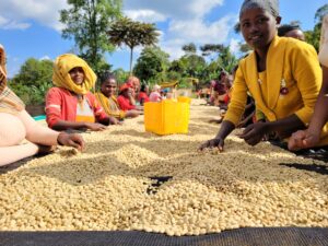 The Worka Chelbesa Washing Station in Gedeo, Ethiopia