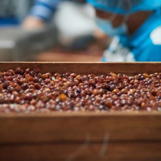 Cascara: Coffee Cherry Tea Gift Set