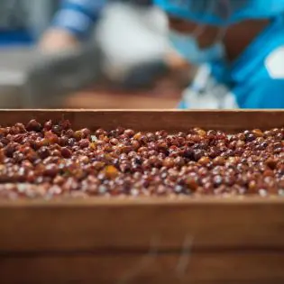 Cascara: Coffee Cherry Tea Gift Set