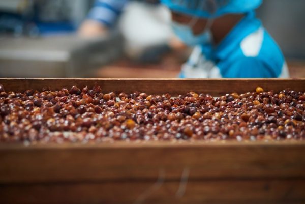 Cascara: Coffee Cherry Tea Gift Set