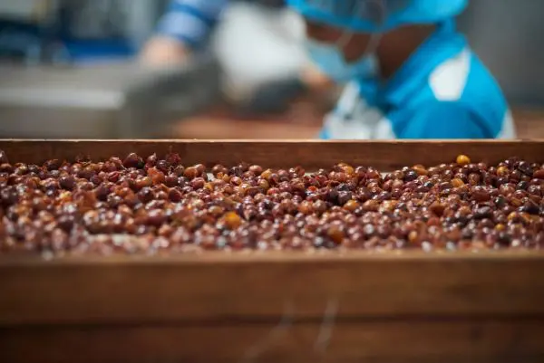 Cascara: Coffee Cherry Tea Gift Set