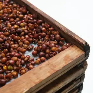 Cascara: Coffee Cherry Tea Gift Set