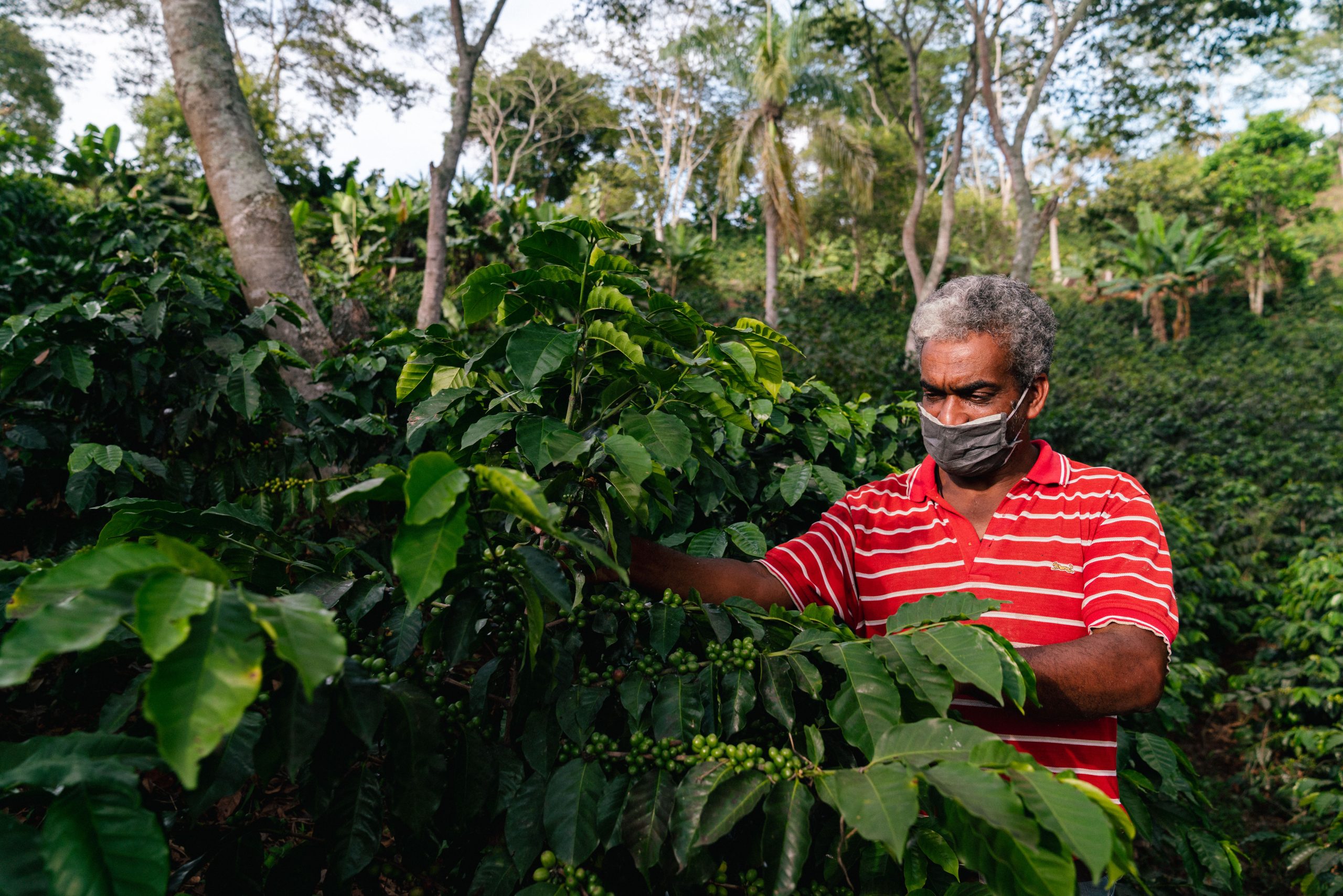 Ramirez Estate Dominican Republic