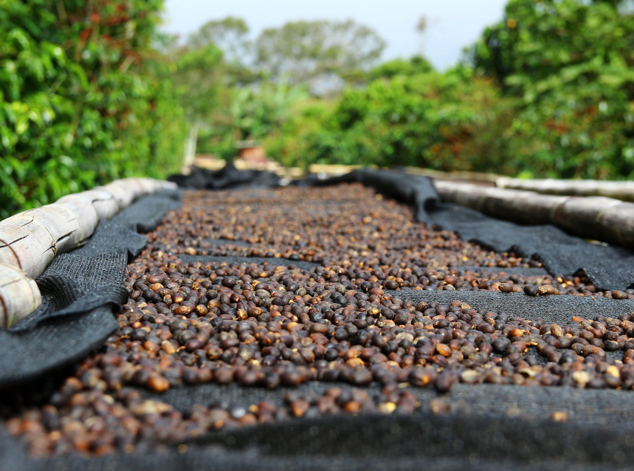 natural processed coffee