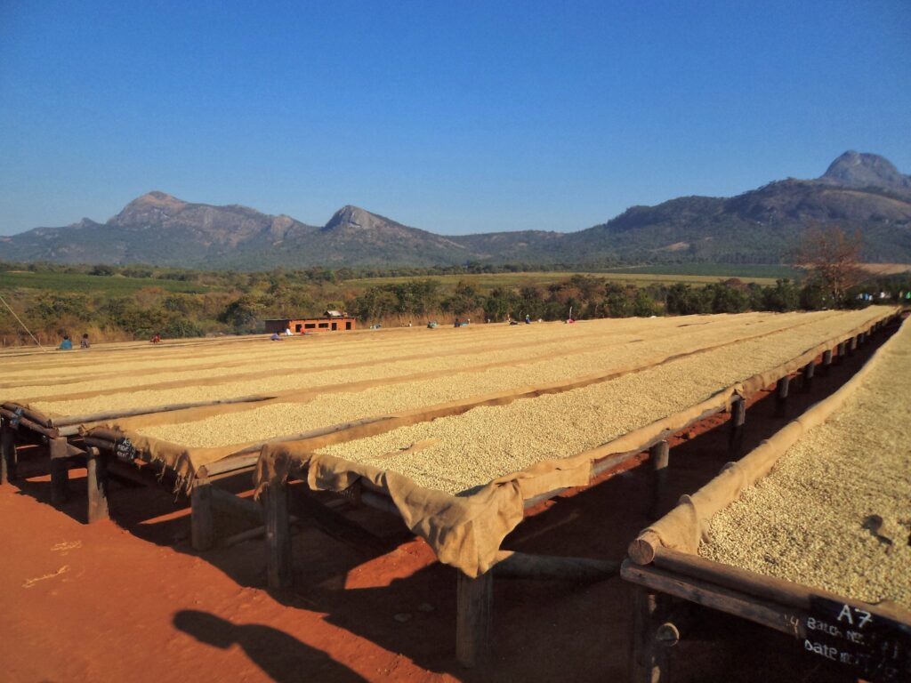 Rased drying beds to process the Sable Farm's coffee.
