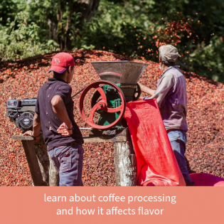 Sphere Coffee Club Subscription 3 Month