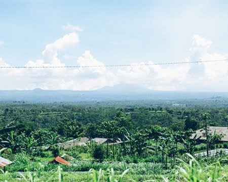 kintamani farms