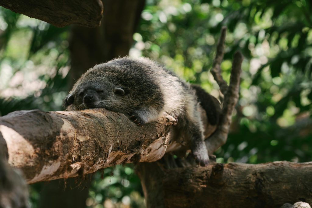 a palm civet sleeping in a tree
