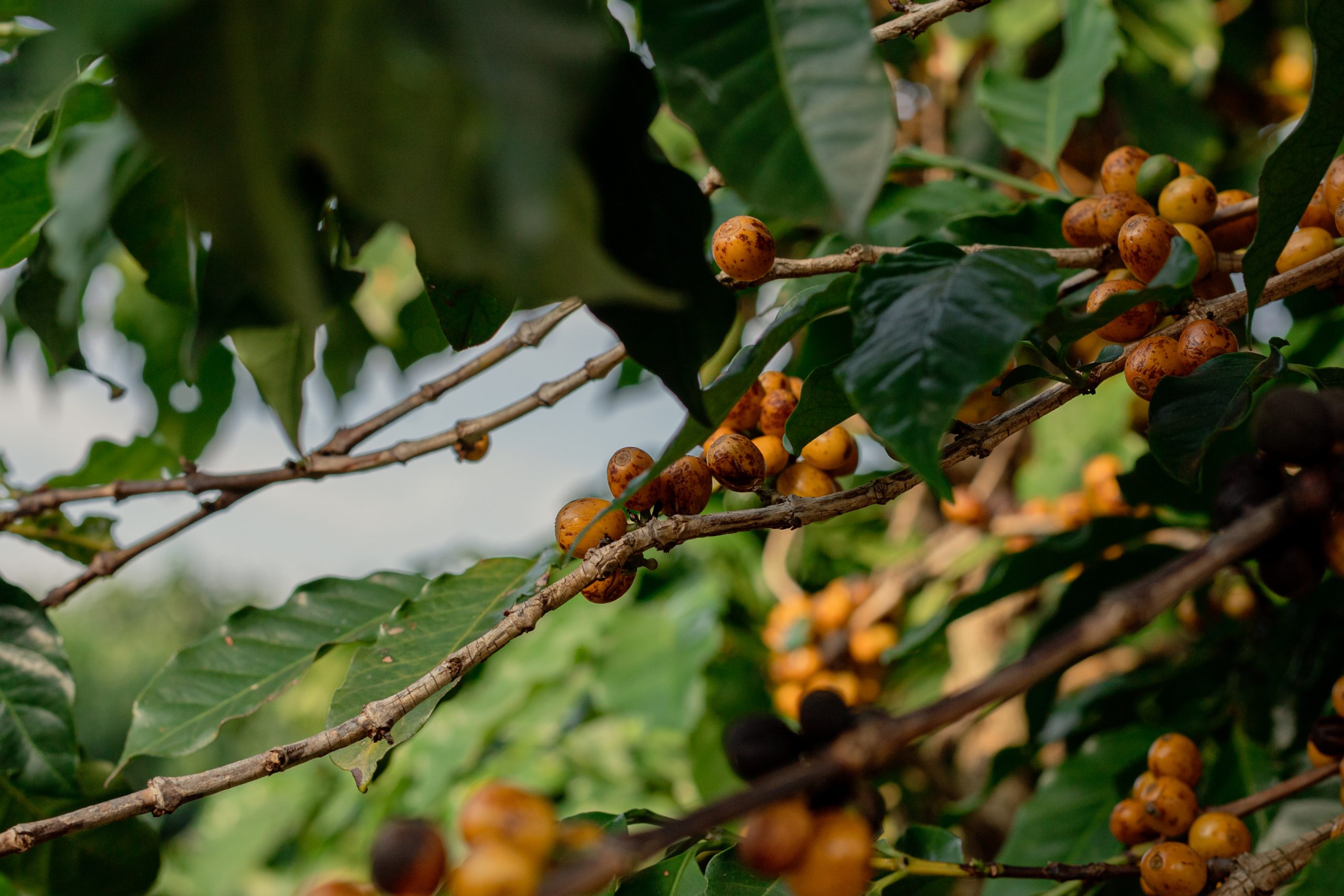 Acaia, Fazenda São Domingos