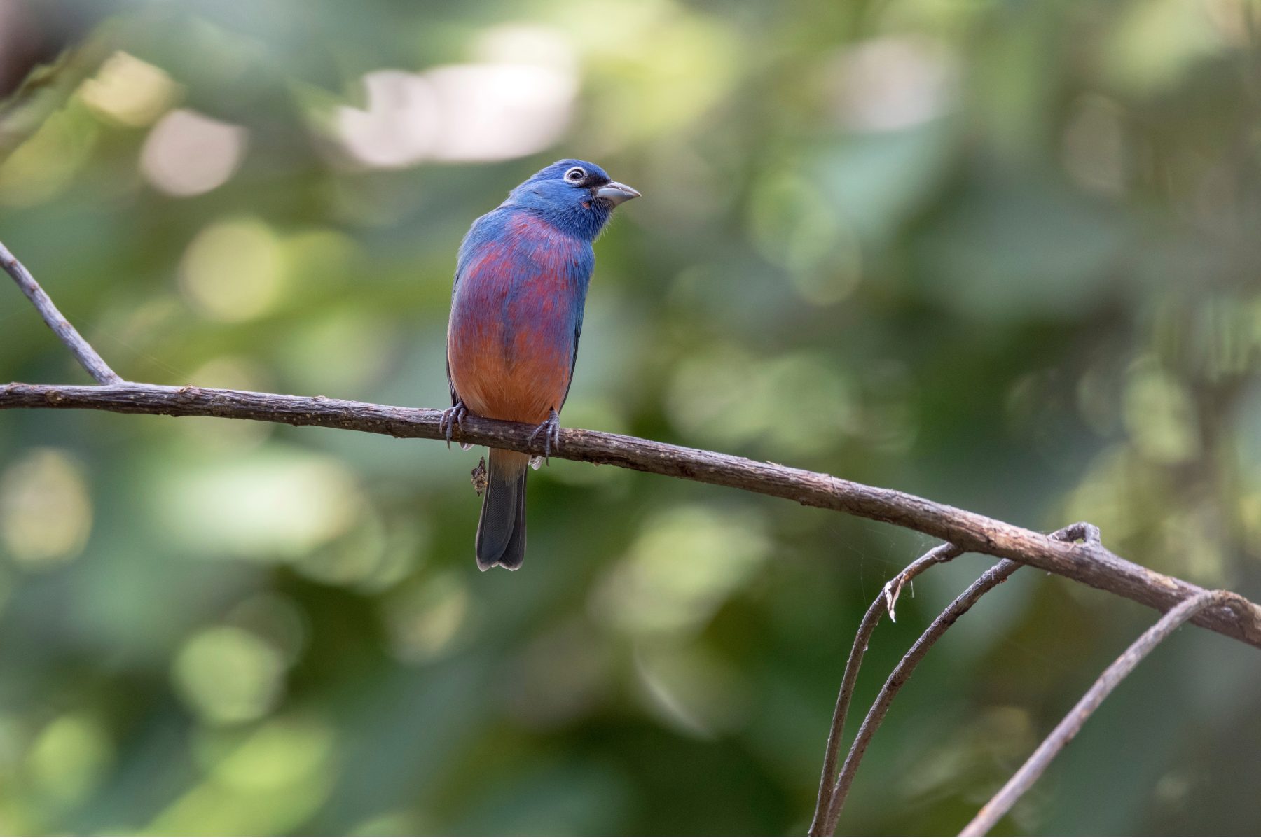 Beautiful endemic bird in the Sierra Madre in Chiapas, Mexico Rose-bellied Bunting