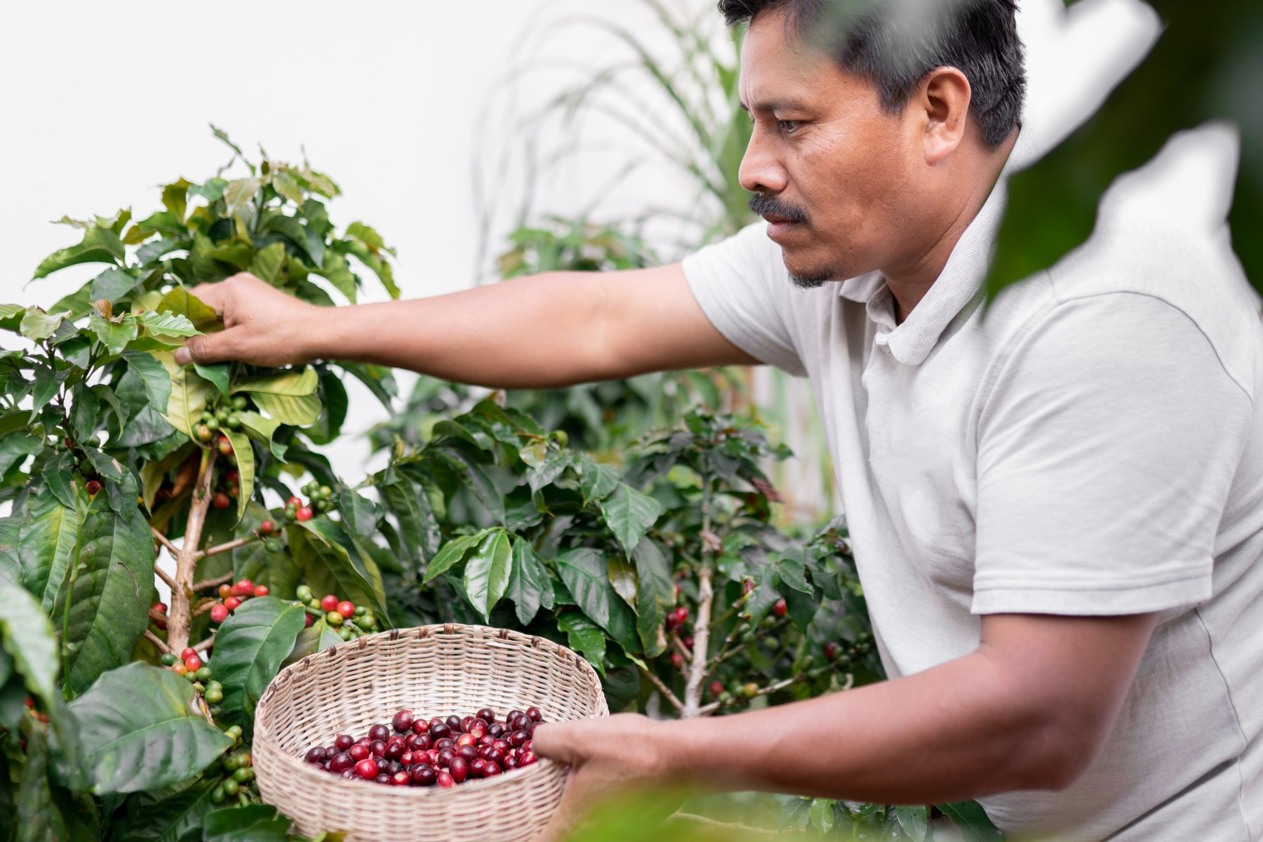 farmer in Chiapas