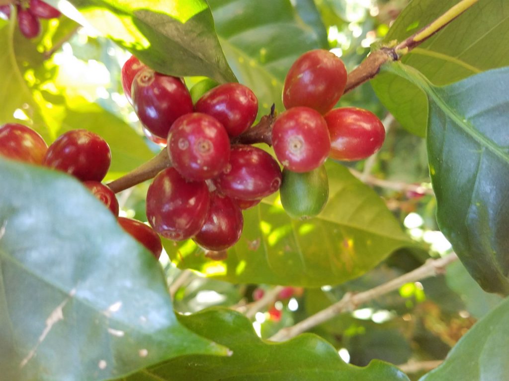 Esmeralda coffee cherries