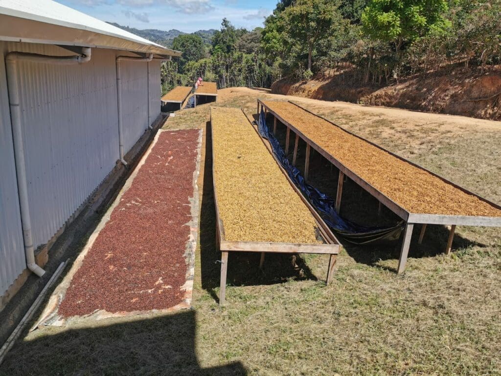 honey process at Coffee Nace