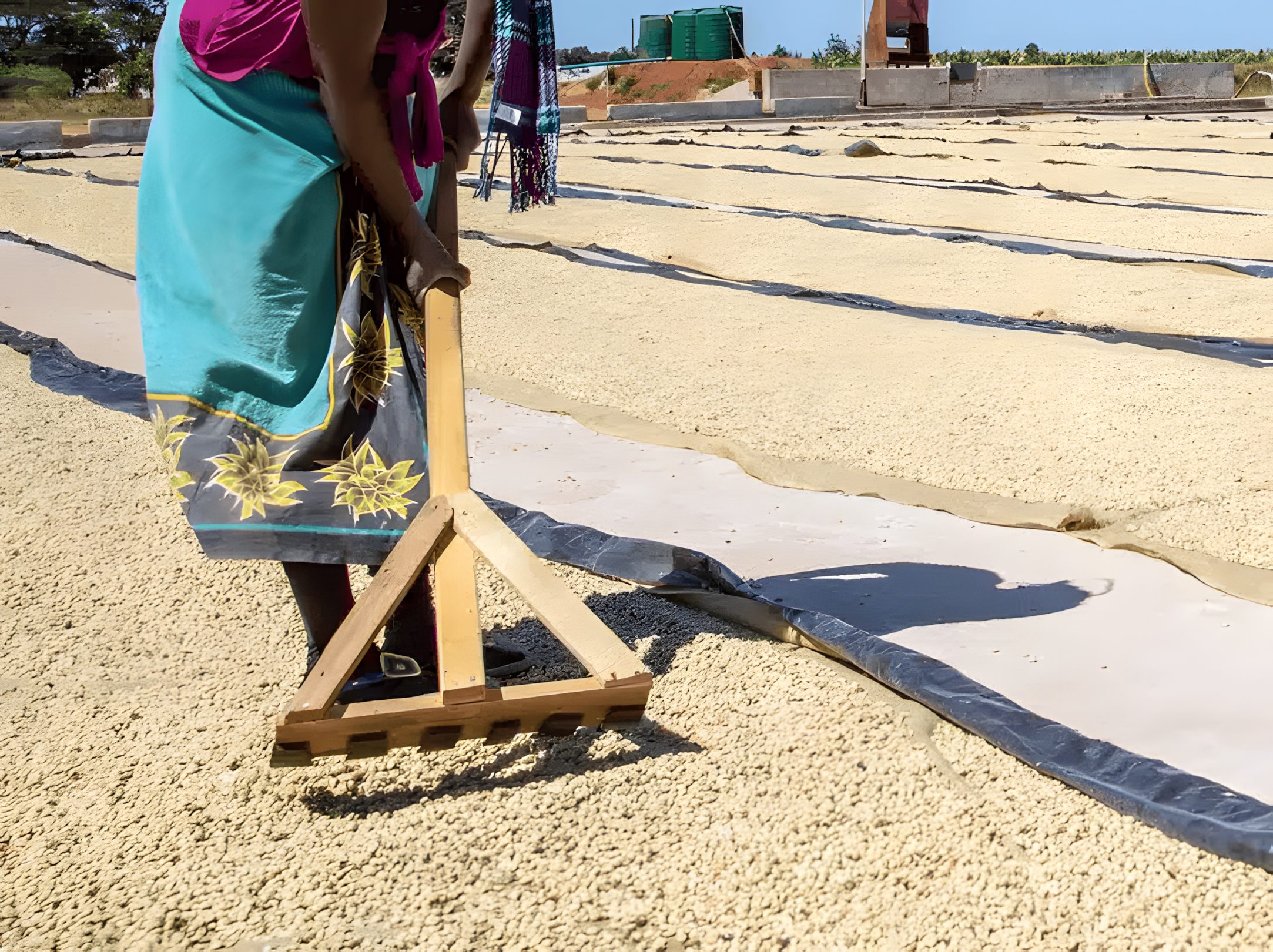 Kateshi Estate dries the coffee on a drying patio