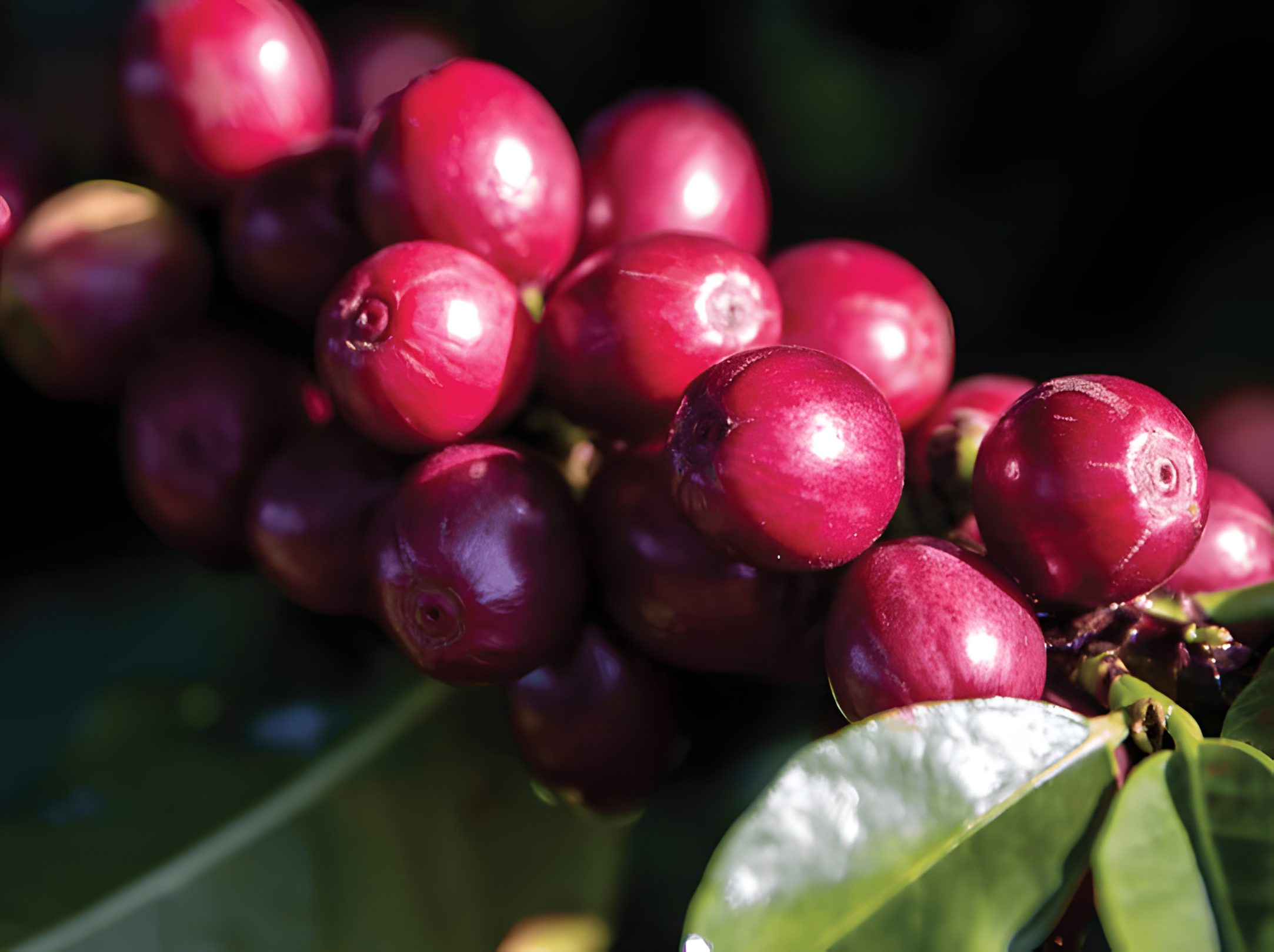 Kateshi Estate coffee cherries
