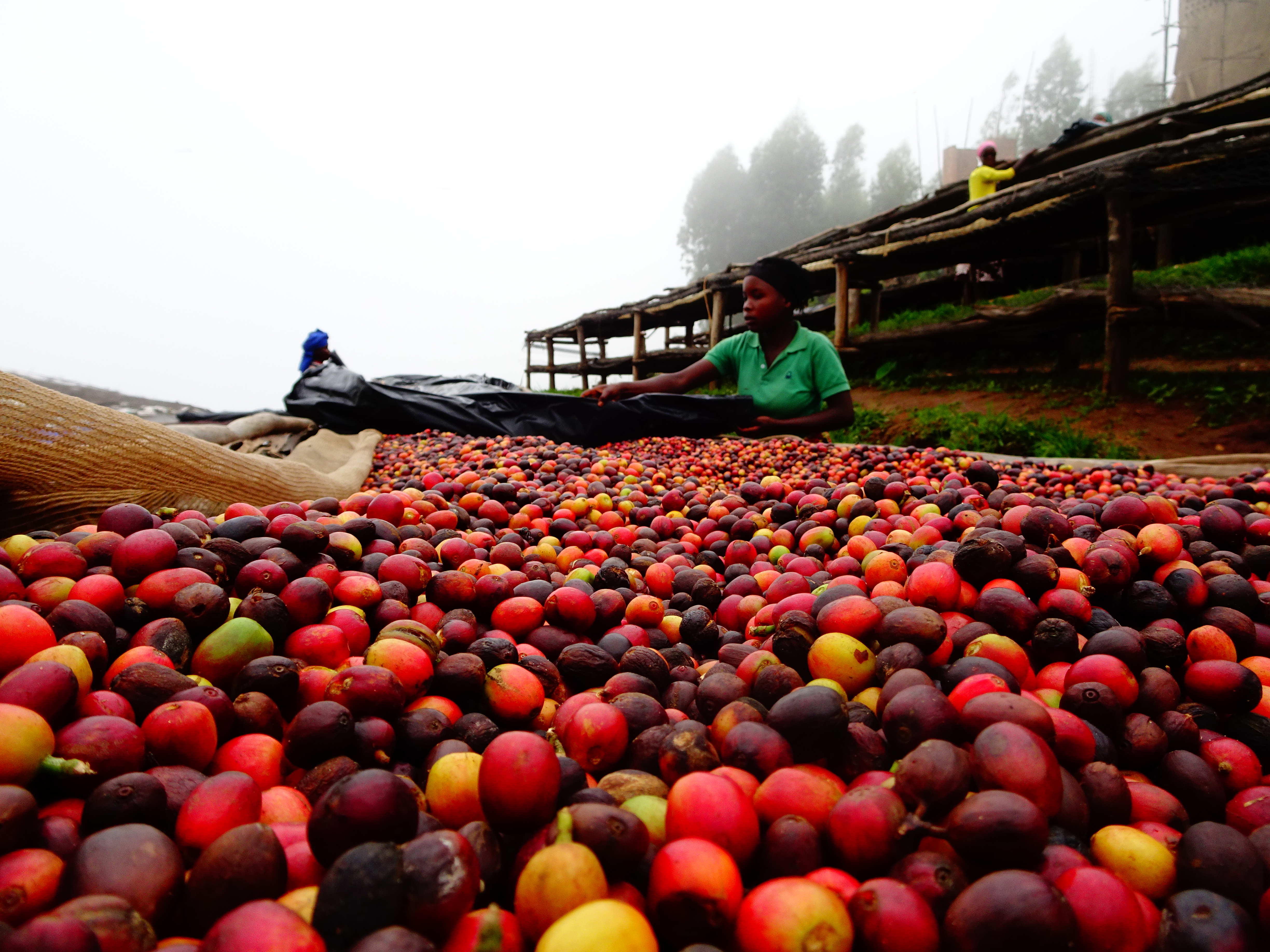 Red bourbon coffee cherries