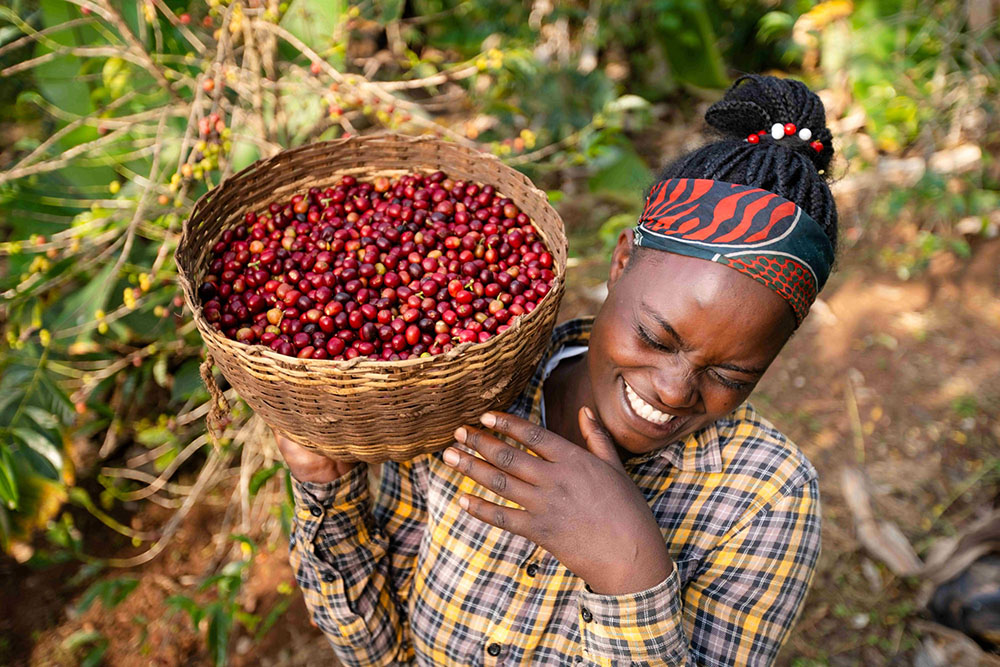 Lalesa farmer holding basket of coffee cherries.