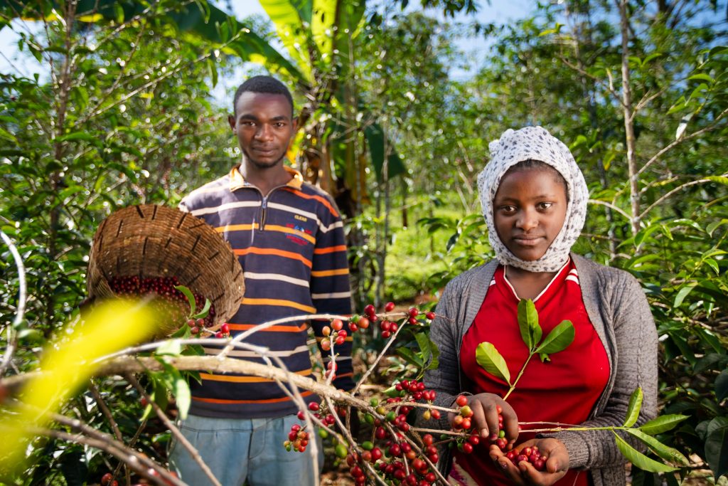 Lalesa coffee harvesters with coffee