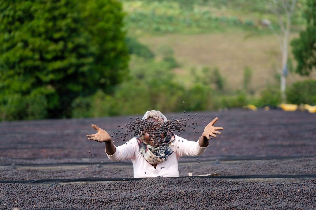 Person tossing coffee beans outdoors over a raised drying bed