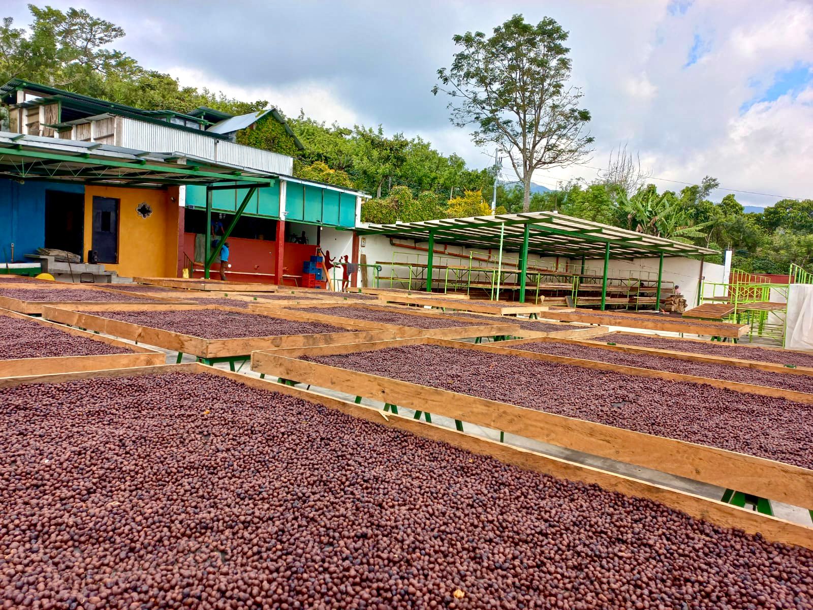 Coffee cherries on raised drying beds