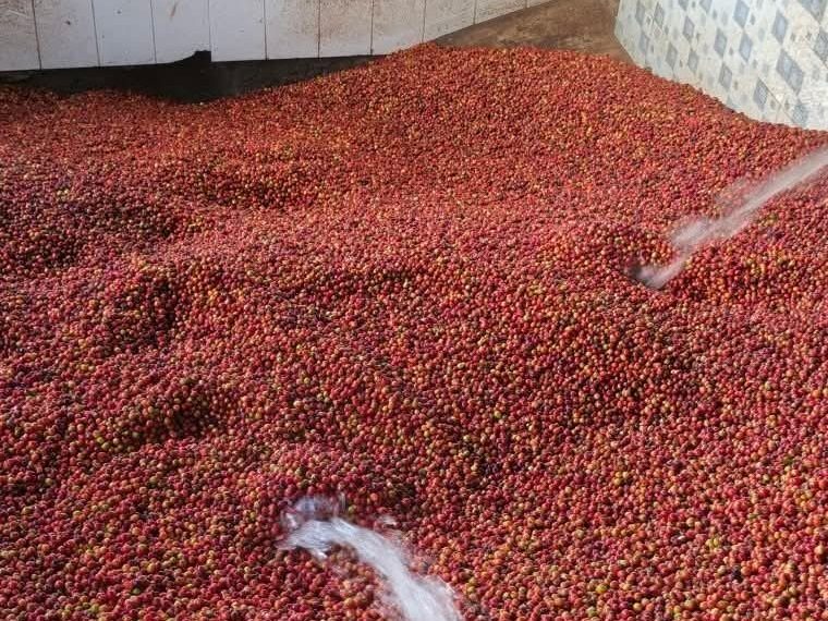 Large pile of red coffee cherries in a float tank
